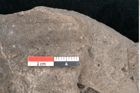 Foto (Detailansicht) von Cinnamomum polymorphum Braun (NHMW-GEO-2024-0188-7997)